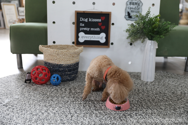 Cute pet feeding bowl ceramic food puppy bowl