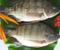 IQF IVP Oreochromis Niloticus Black Tilapia 600-900G