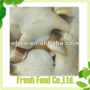 oyster mushroom