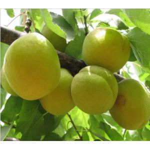 Egyptian best taste fresh apricot for sale