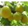 Egyptian best taste fresh apricot for sale