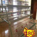 H tipo 96-160 aves jaula en venta buen asador del pollo