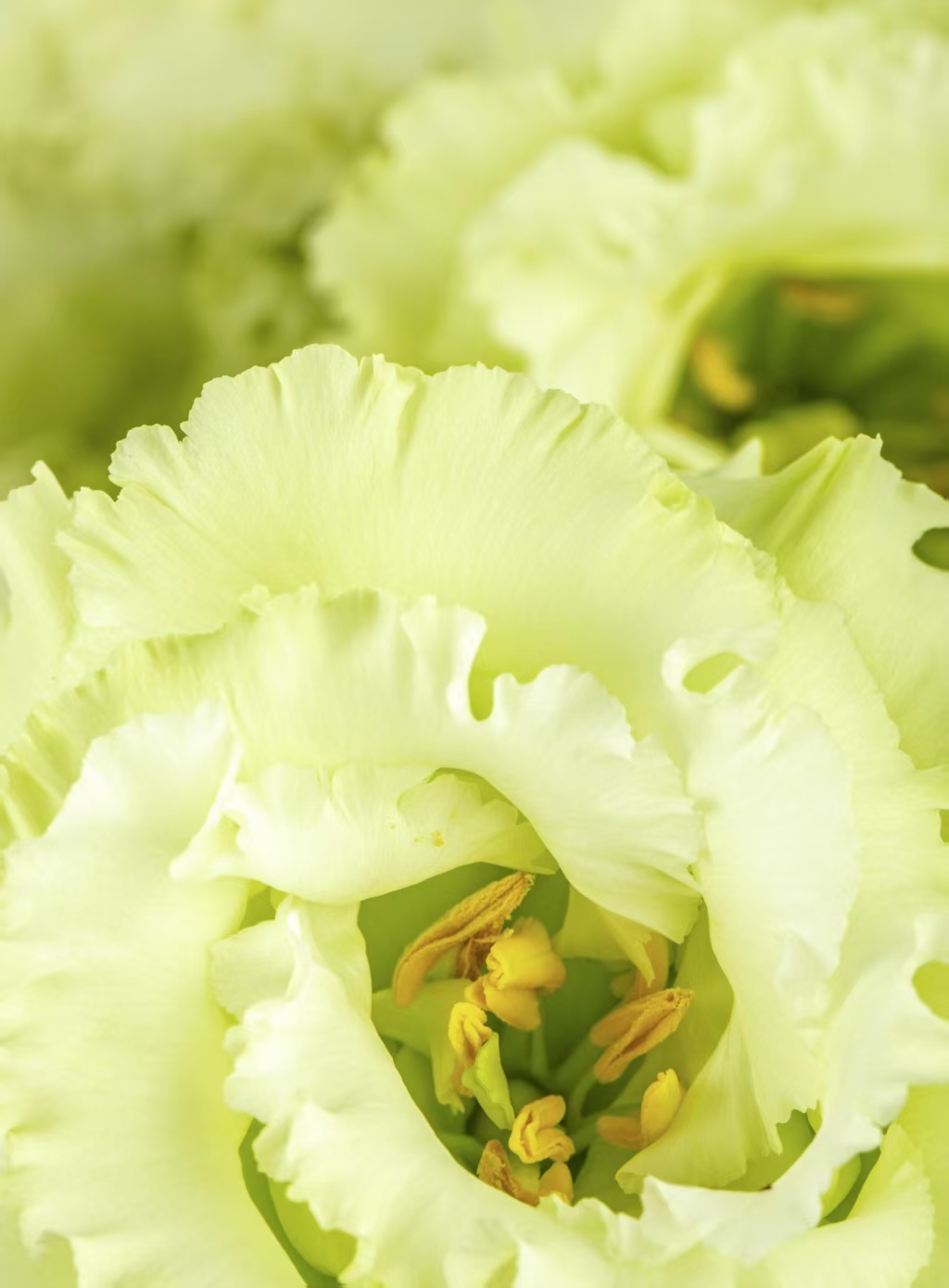 সবুজ লিসিয়ানথাস Green Lisianthus
