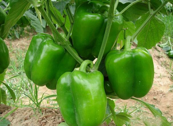 High Quality IQF Green Pepper Whole