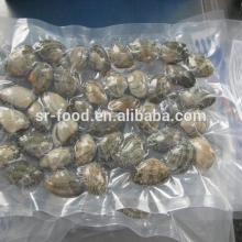 Choice quality Frozen vacuum packed Cooked Short Necked Clam