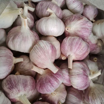 Garlic Products for Culinary and Medicinal Purposes