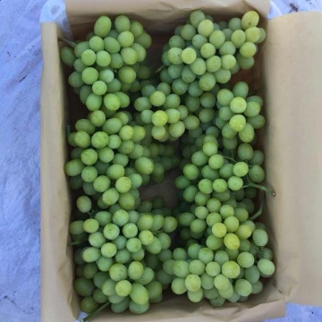 Hot Sell Fresh Sweet green grape wholesale sweet green fresh grapes