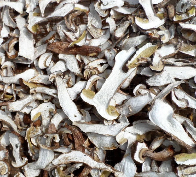 Dried Porcini Mushroom Slice Boletus Edulis