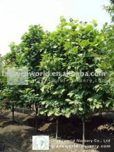 magnolia soulangeana nursery