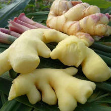 091011 Fresh Wahed Ginger with Export Standard