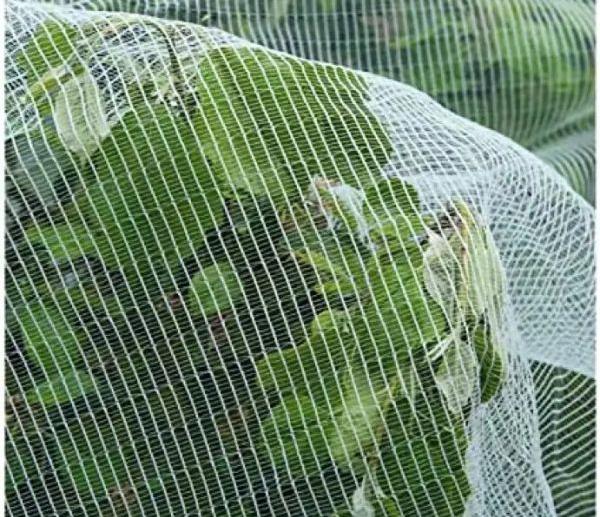 Jaring serangga untuk kebun sayur