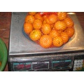 Manis Nanfeng Baby mandarin