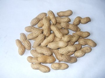 peanut in shell (620)