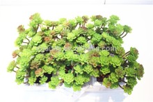 Home garden decoration jungle 11cm Height cyan with purple succulent plants cactus EDRZW05 2872