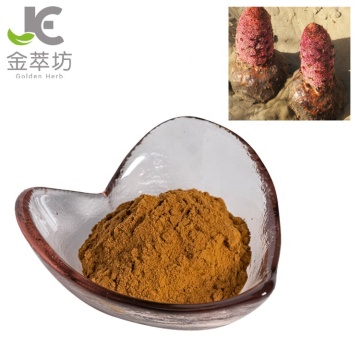 cynomorium extract powder/cynomorium songaricum extract