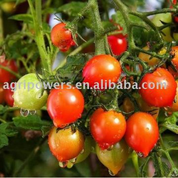 TM510 Tomato seed