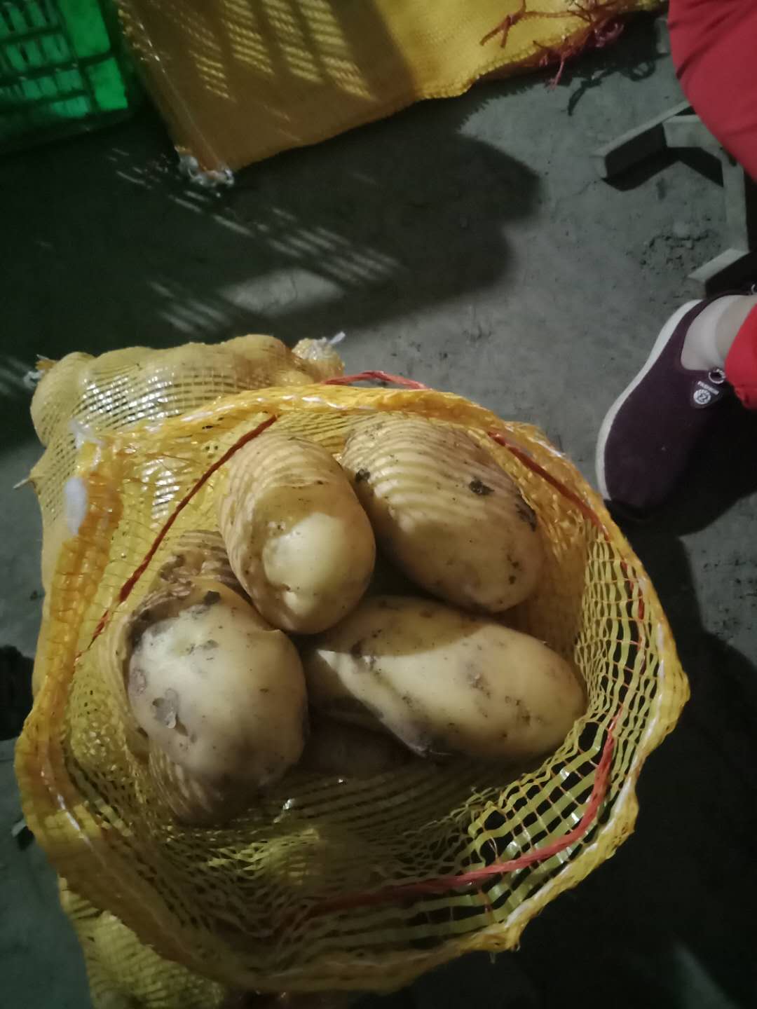 China fresh potato hot sale yellow potato export price