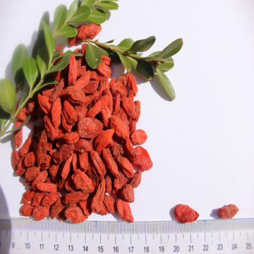 New crop organic goji for lose weight