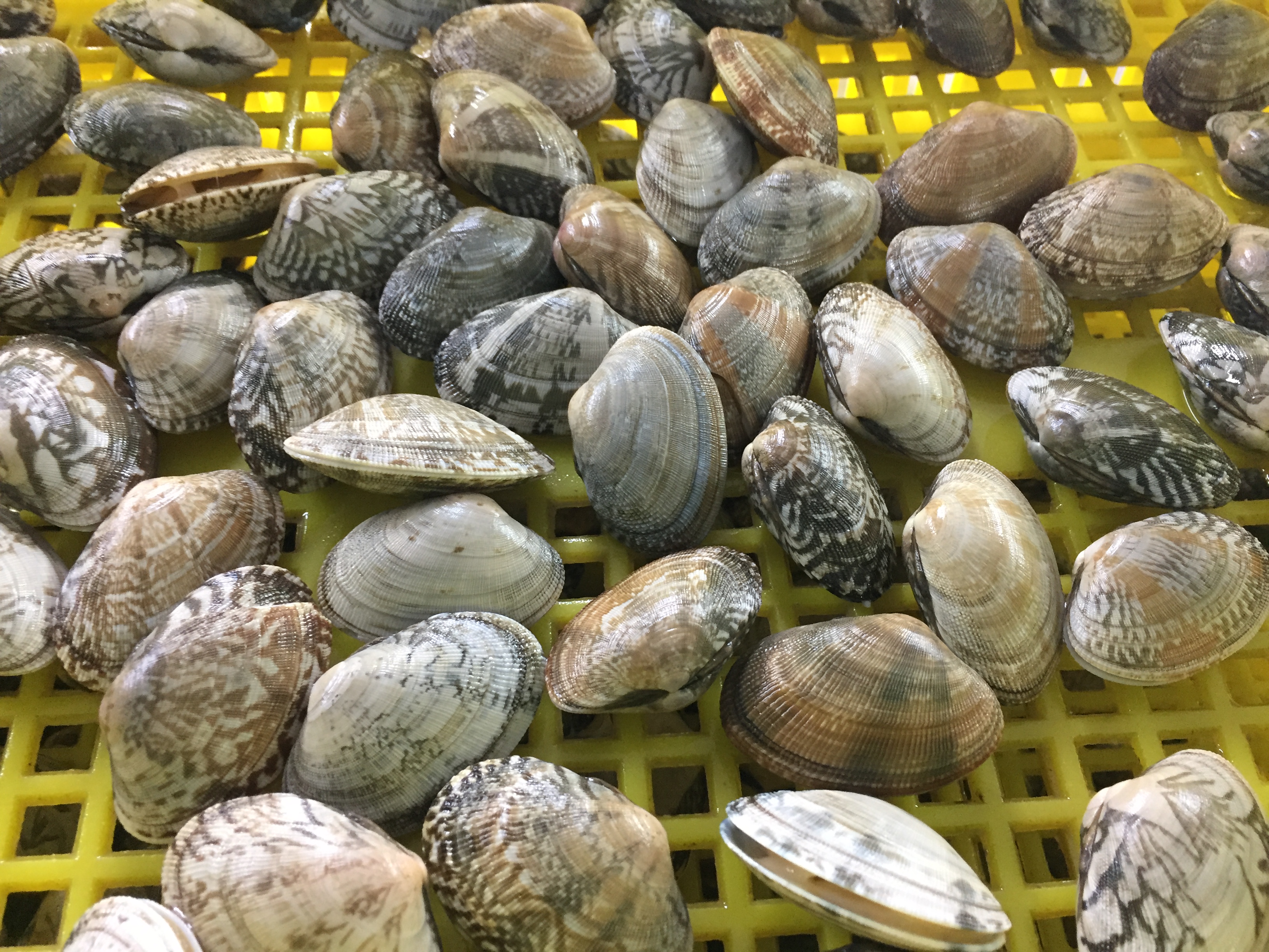 Wysokiej jakości małże małże iqf ze skorupą