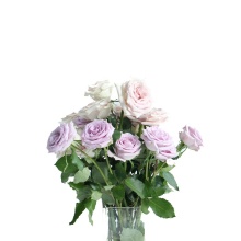 High Quality Long Stem Natural Purple Ocean Song Fresh Cut Roses - Fast Air Shipping from China
