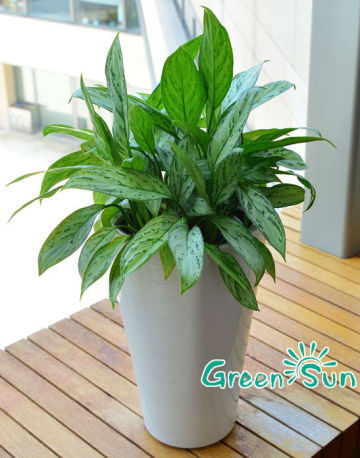 pot plant, plastic pot plant, pot plant sleeve