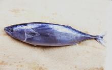 Whole Round Sea Frozen Bighead Carp