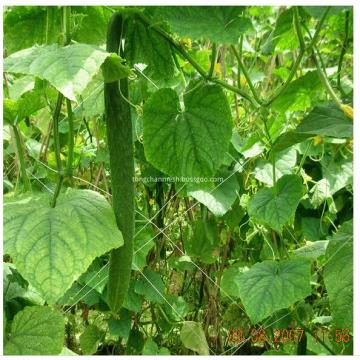 Maille de treillis de soutien de plante de jardin