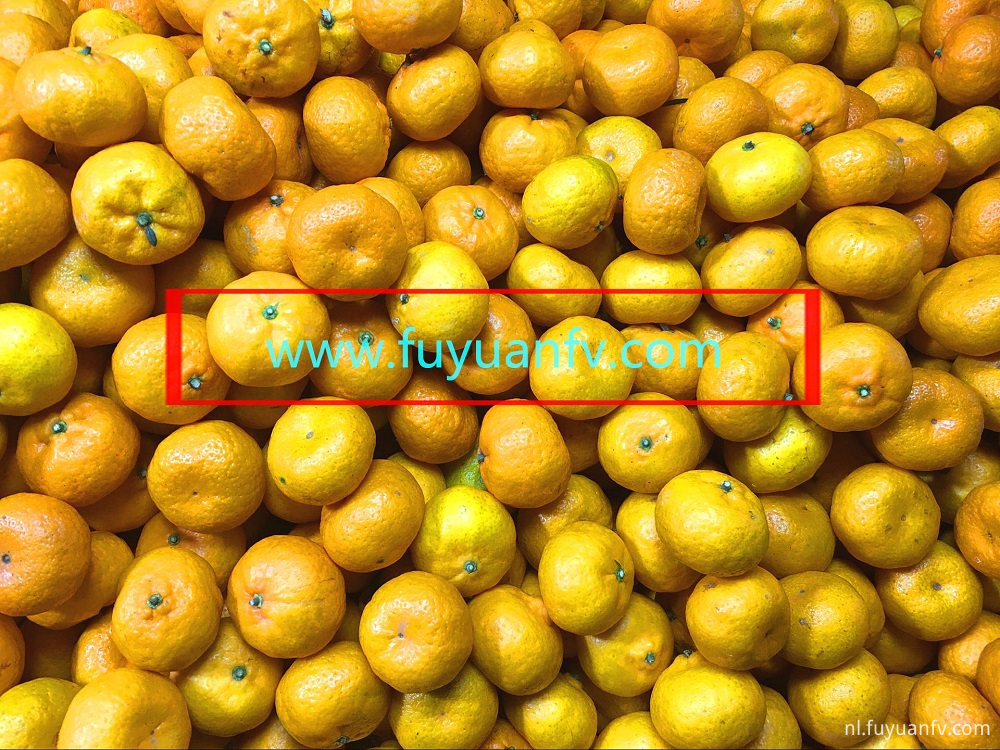 China Fresh Baby Mandarin Fresh Mandarin Fresh Mandarin Oranges Fabrikant En Leverancier