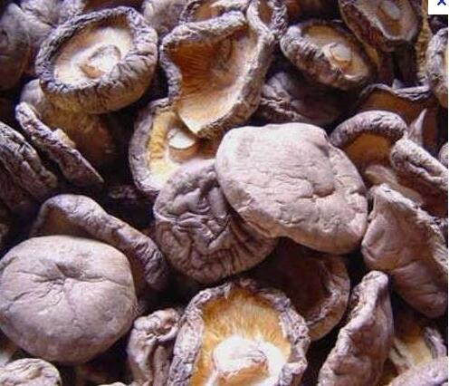 Shiitake Mushroom Extract