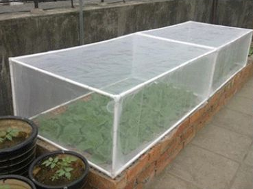 Cena líquida de insetos2 INSECT NET SCENE2