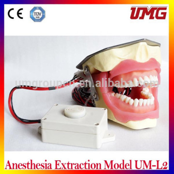 Hot sale Dental implants supplies dental teeth models