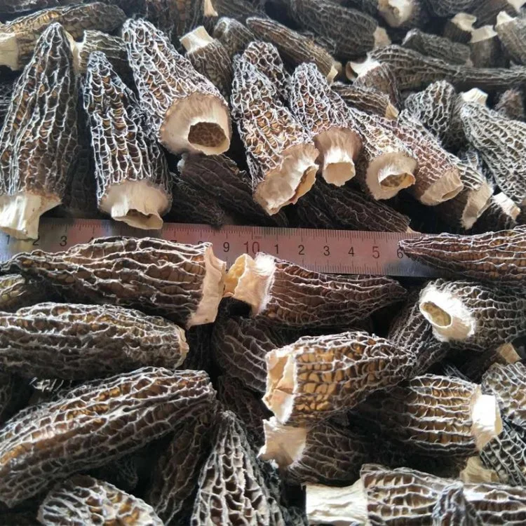 Dried Morel Mushroom Morchella