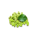 Antihypertensive Green coffee bean Extract 50% powder