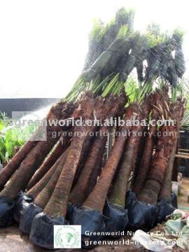 livistona chinensis 2 m trunk height palm
