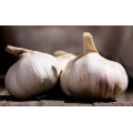 Cheap price 2021 new fresh garlic