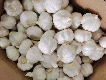 Pure White Snow White Garlic