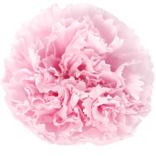 Hot Selling Real 4-5cm Carnations in Boxes - Perfect Mother's Day Gift