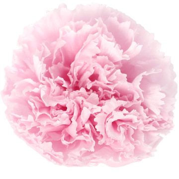 Hot Selling Real 4-5cm Carnations in Boxes - Perfect Mother's Day Gift