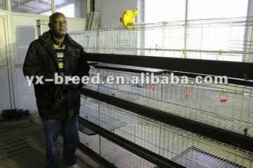 Chicken cage,broiler poultry equipment