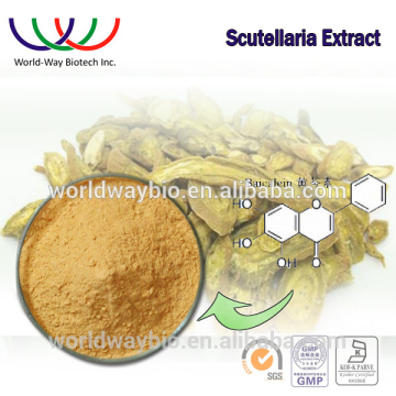 Chinese herb medicine Scutellaria extract / baical skullcap root extract / scutellaria root extract with 95% baicaline