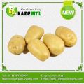 Taze sarı patates hasat
