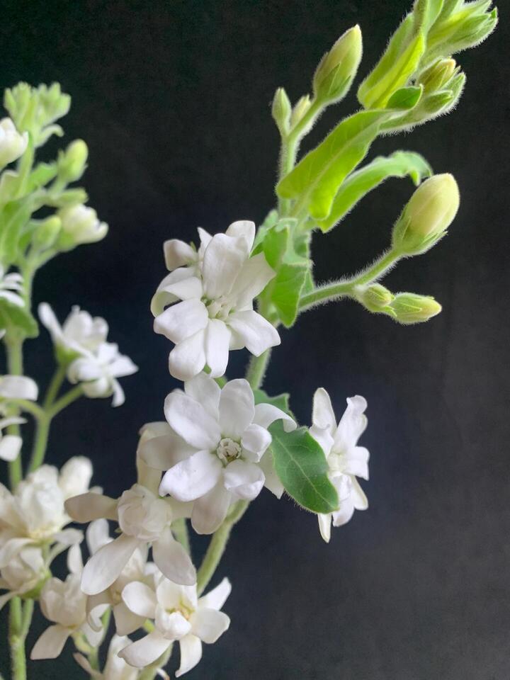 زهرة النجمة البيضاء White Star Flower