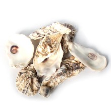 Natural Oyster Shells Bulk Sale for Ocean Aquarium and Seashell Collections