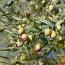 Olive leaf Extract Hydroxytyrosol 10%