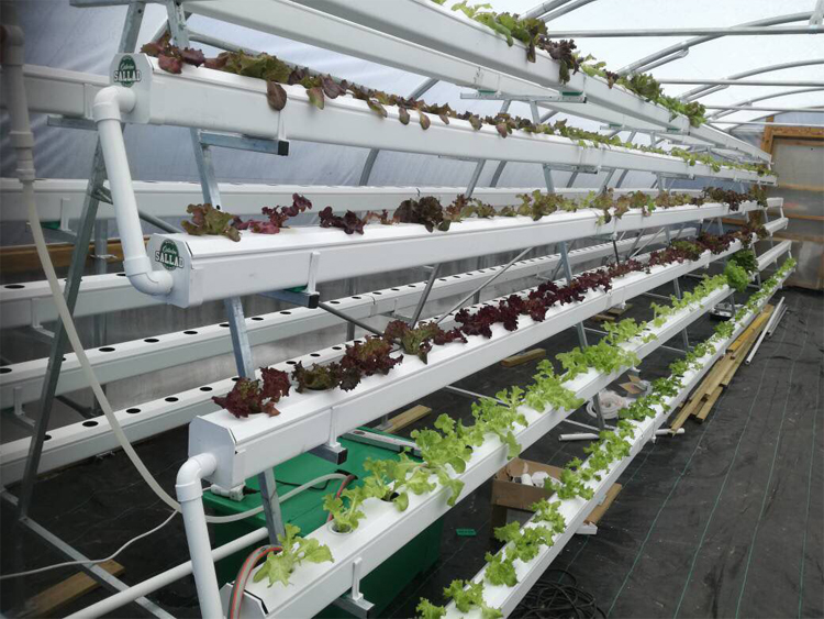 Greenhouse Vertical hydroponic growing systems for lettuce