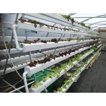 Greenhouse Vertical hydroponic growing systems for lettuce