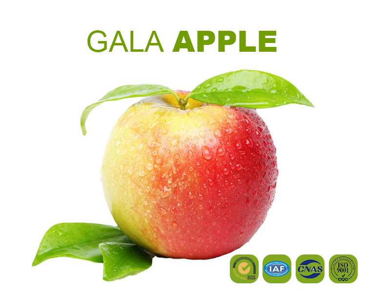 manufacturer price top guality fresh royal fruit gala apple