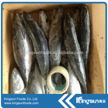 New coming fish frozen bonito on sale