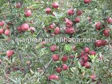 Fresh Huaniu Apple from highland-2013 crop