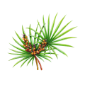 رأى Palmetto مسحوق استخراج الفاكهة